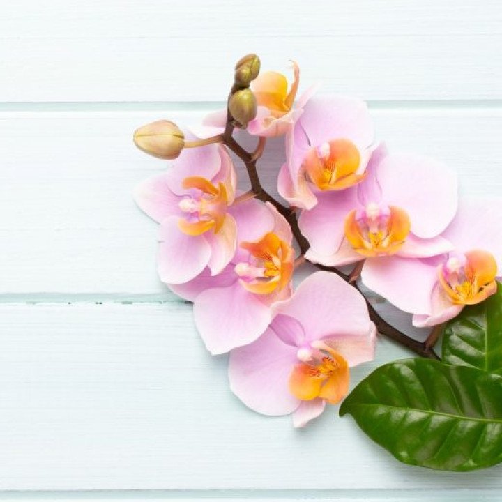 Orchid flowers on a light wooden surface